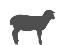 Viande d'agneau